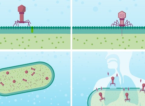 Bild von Phagen: Eine mögliche Ergänzung bei chronischen und antibiotikaresistenten Infektionen