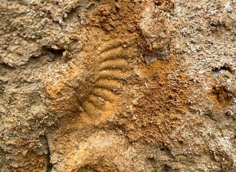 Bild von Region Aargau: Come together - Einblick in die Fossiliensuche im Herbst