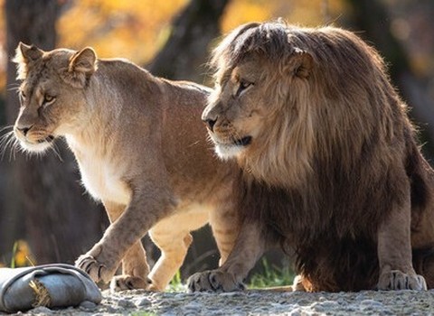 Bild von Region Ostschweiz: Dreamnight at the Zoo